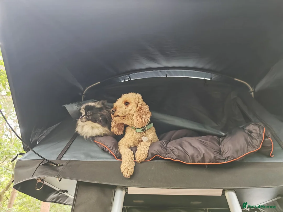 Miniature Poodle dogs for stud: BVA ✅ KC ✅Red ✅Poodle 13” in Pickering - Advert 7