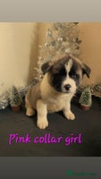 Akita dogs Ready to leave tomorrow. American Akita Puppies 🐾 - Advert 1
