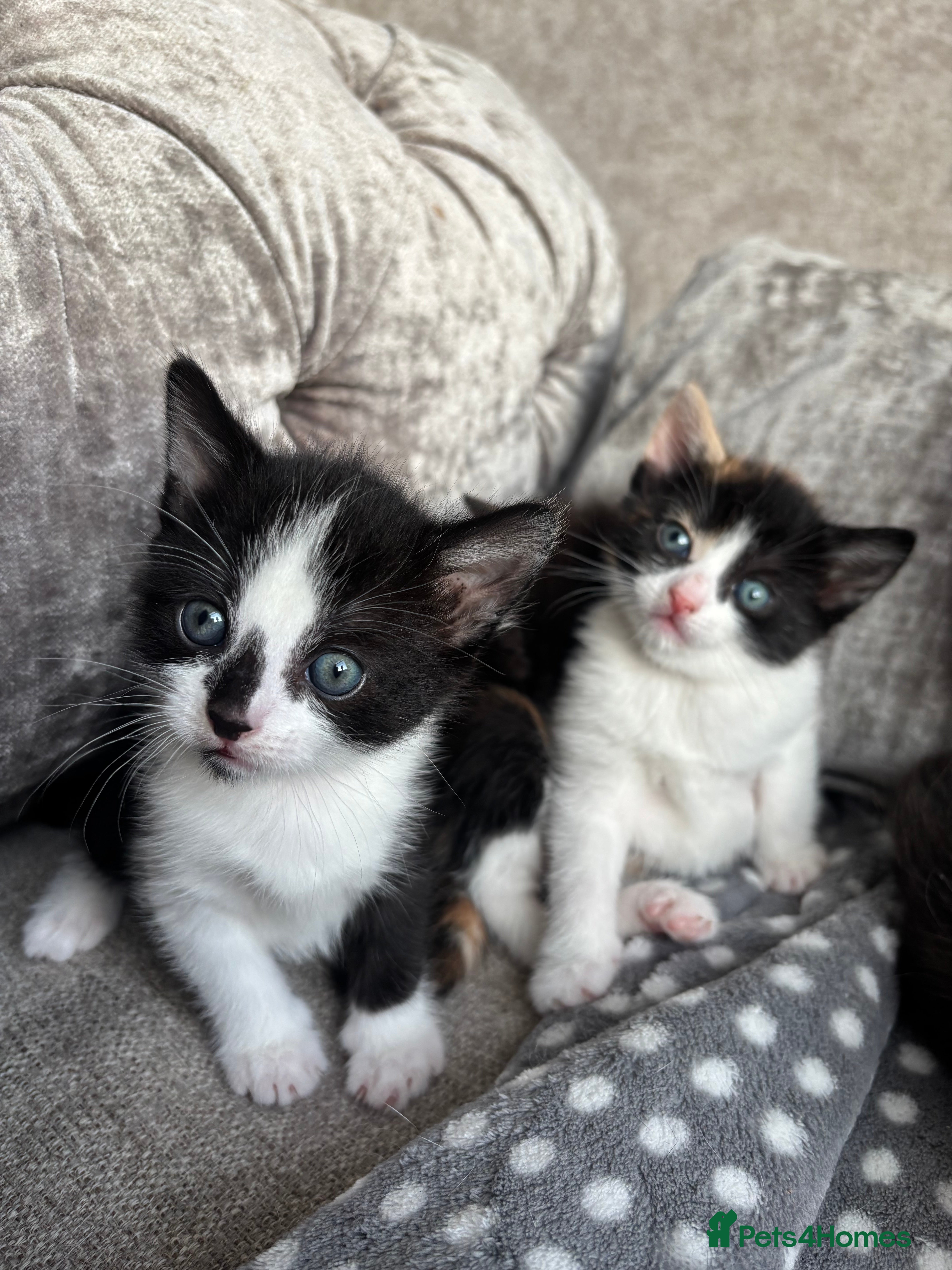 Mixed Breed cats 2 Gorgeous Kittens - Advert 5