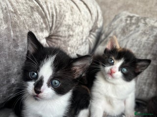 Mixed Breed cats 2 Gorgeous Kittens - Advert 4