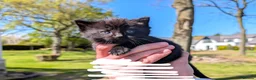 Mixed Breed cats for sale: 6 Adorable mixed breed kittens for sale - Advert 7