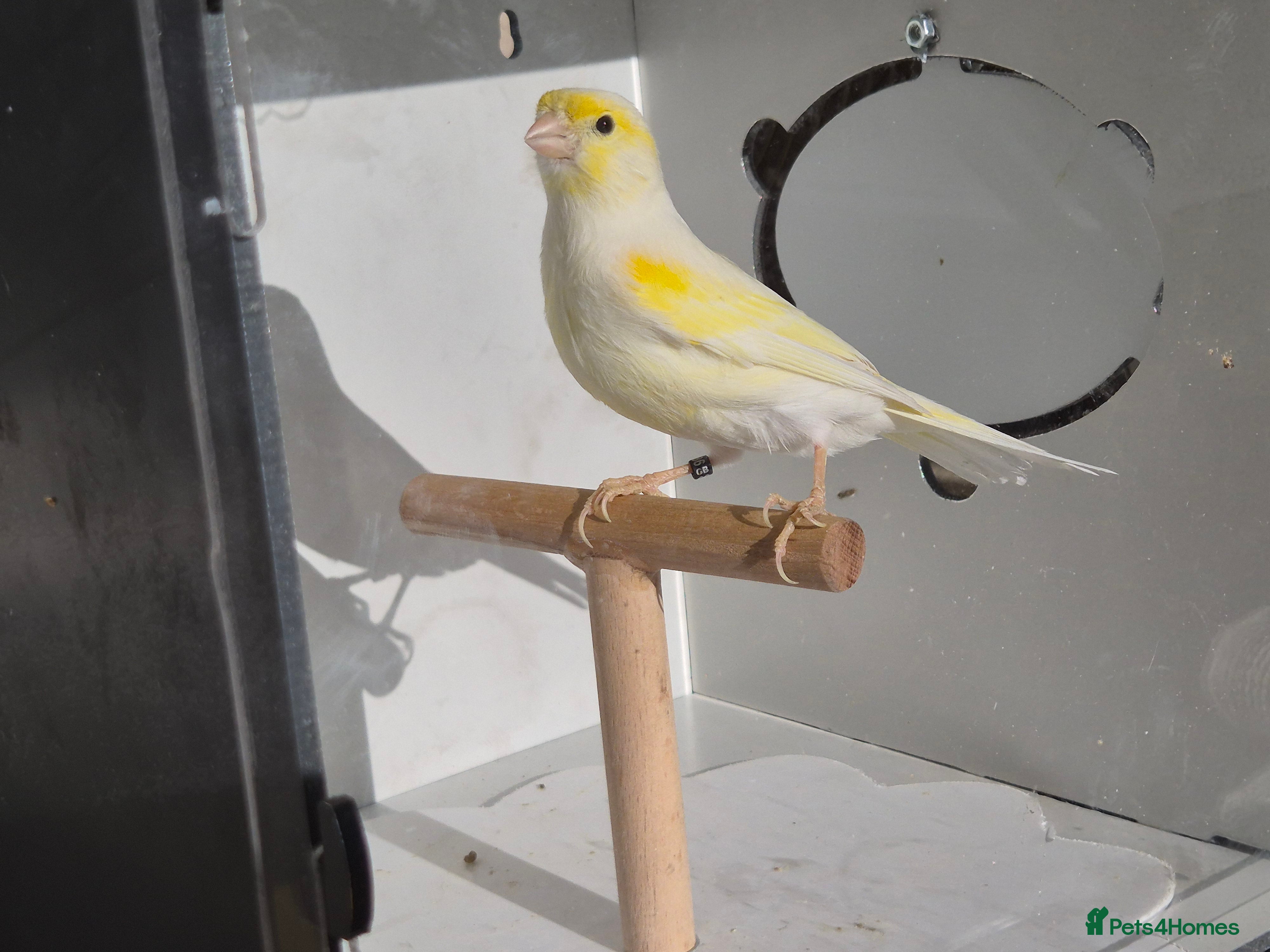 Canaries birds Red factors and Yellow Mosaics  - Advert 1