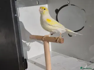 Canaries birds Red factors and Yellow Mosaics - Advert 1