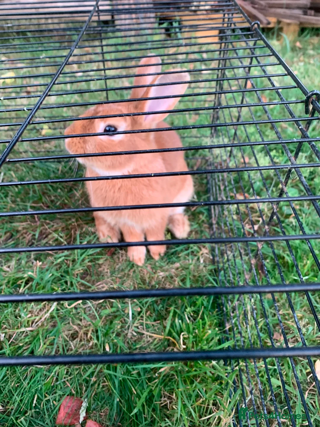 Rex rabbits for sale: Brown and white rabbit in Rotherham - Advert 2