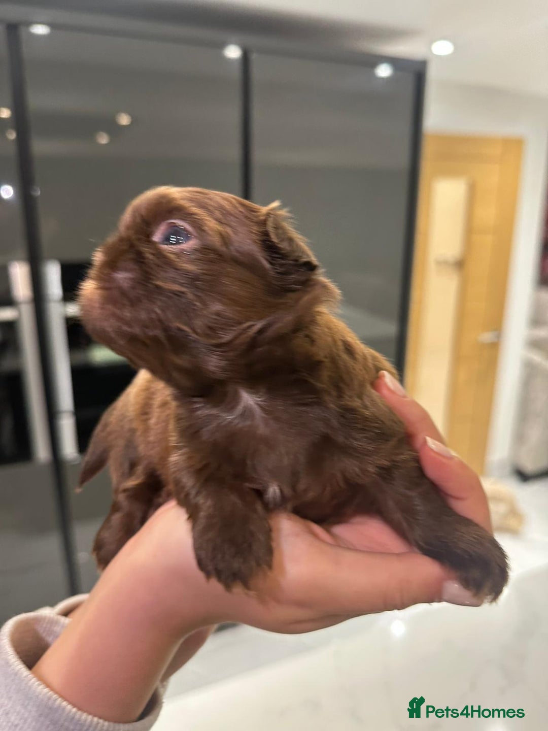 Shih Tzu dogs for sale: kC Imperial Shih tzu Ready now only 1 girl left  - Advert 6