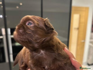 Shih Tzu dogs Imperial Shih tzu - Advert 3