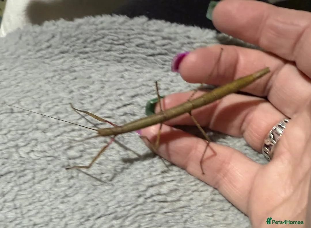 Stick Insects invertebrates for sale: INDIAN STICK INSECTS FOR SALE - Advert 2