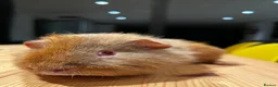 Guinea Pig rodents for sale: Lovely Teddy Rex ginger male guinea pig 5 months in Aylesbury - Advert 9