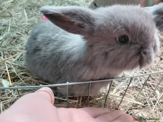 Dwarf Lop rabbits Baby mini lops - Advert 13
