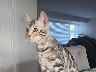 Bengal cats Male Bengal Kitten - Advert 7