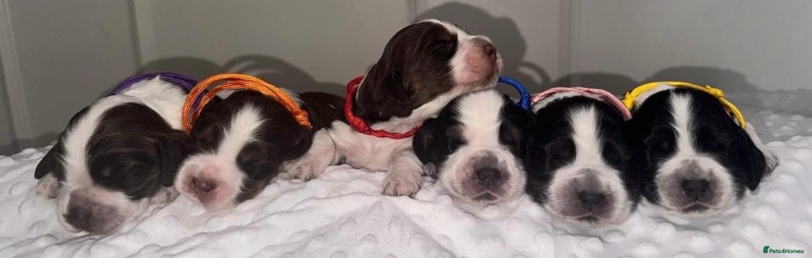 Cocker Spaniel dogs 🐾Six Beautiful KC Show Cocker Spaniels Puppies 🐾 - Advert 2
