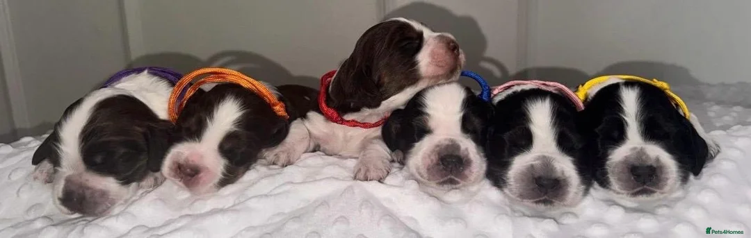 Cocker Spaniel dogs for sale: 🐾Six Beautiful KC Show Cocker Spaniels Puppies 🐾 - Advert 2
