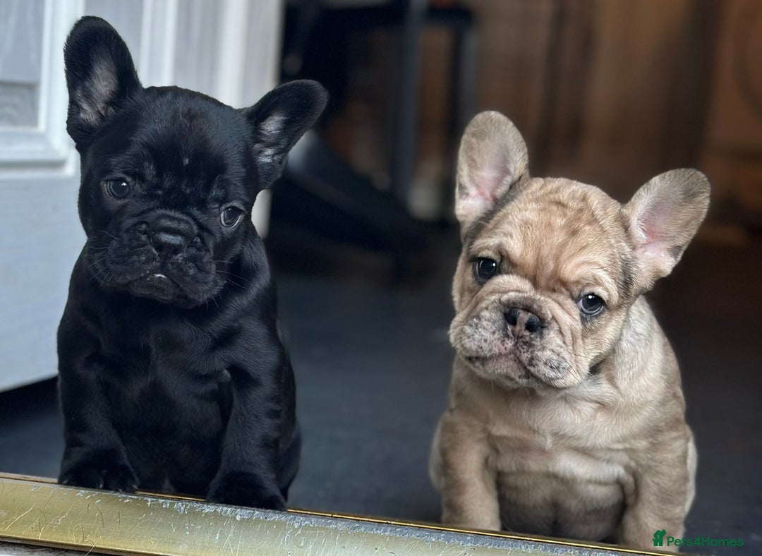 French Bulldog dogs for sale: 3 beautiful French bulldog puppies  - Image 4
