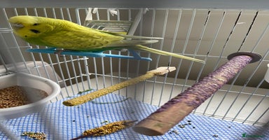 Budgerigars birds - Advert 7