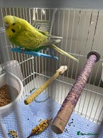 Budgerigars birds - Advert 2