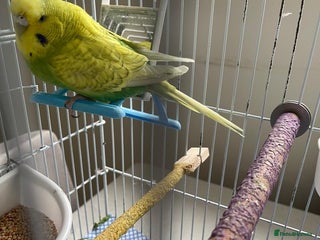 Budgerigars birds BABY BUDGIES FOR SALE - Advert 10