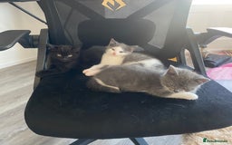 Himalayan cats for sale: Himalayan x Maine Coon Kittens – Ready Soon! - Image 20