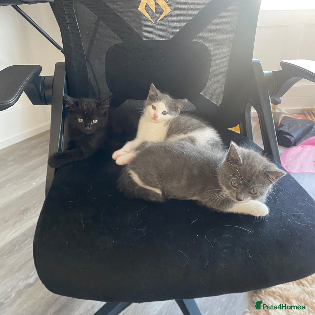 Himalayan cats for sale: Himalayan x Maine Coon Kittens – Ready Soon! - Image 20