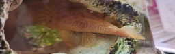Plecos fish for sale: Potential Breeding colony of albino bristlenose - Advert 2