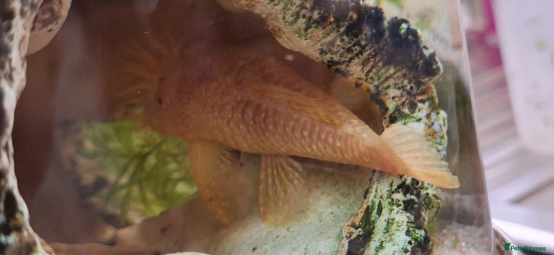 Plecos fish for sale: Potential Breeding colony of albino bristlenose - Advert 2