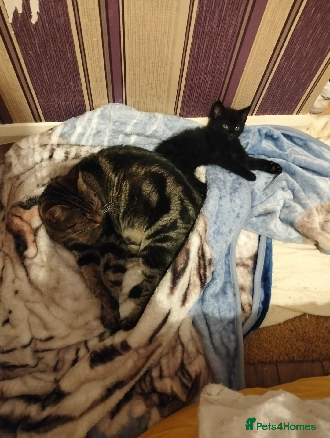 Domestic Shorthair cats for sale: 'Oreo' black -male  in Maryport - Advert 2