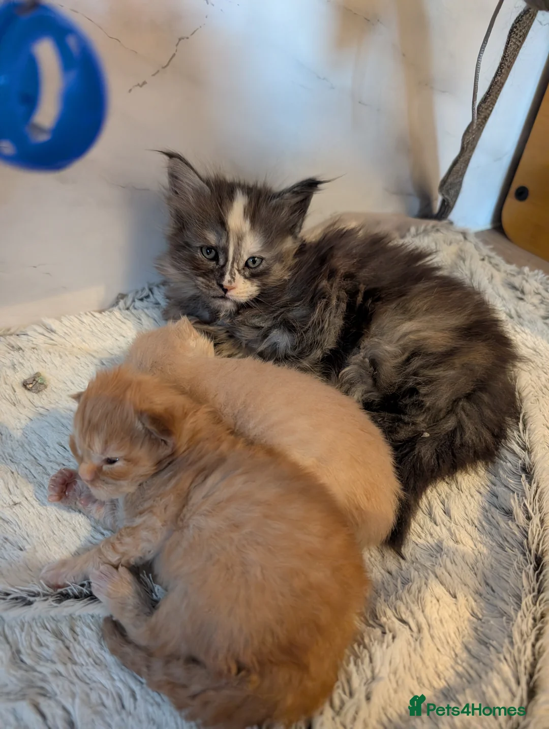 Maine Coon cats for sale: Stunning Tica pedigree kittens - Advert 2