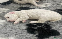 Cockapoo dogs for sale: F1b cockapoo puppies ready now - Advert 40