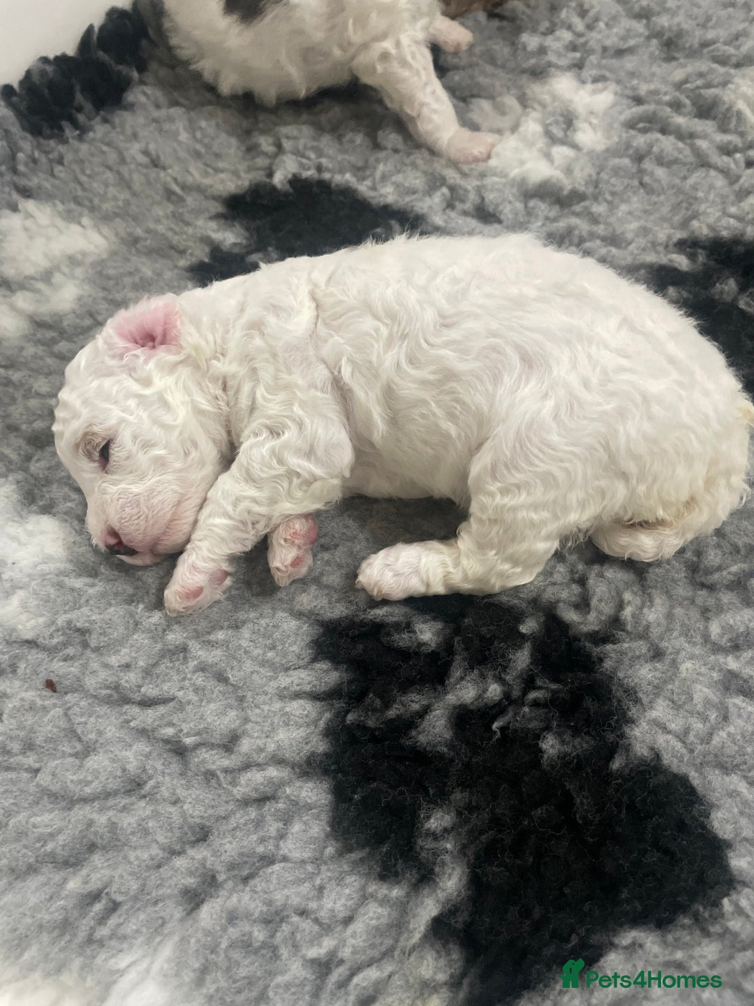 Cockapoo dogs for sale: F1b cockapoo puppies ready now - Advert 40