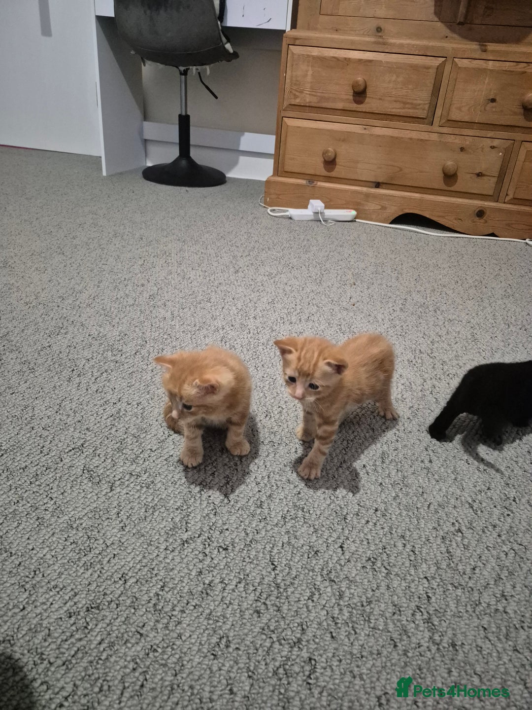 Mixed Breed cats for sale: Beutiful kittens - Image 3