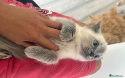 Ragdoll cats for sale: GCCF Ragdoll kittens beautiful litter  - Image 1