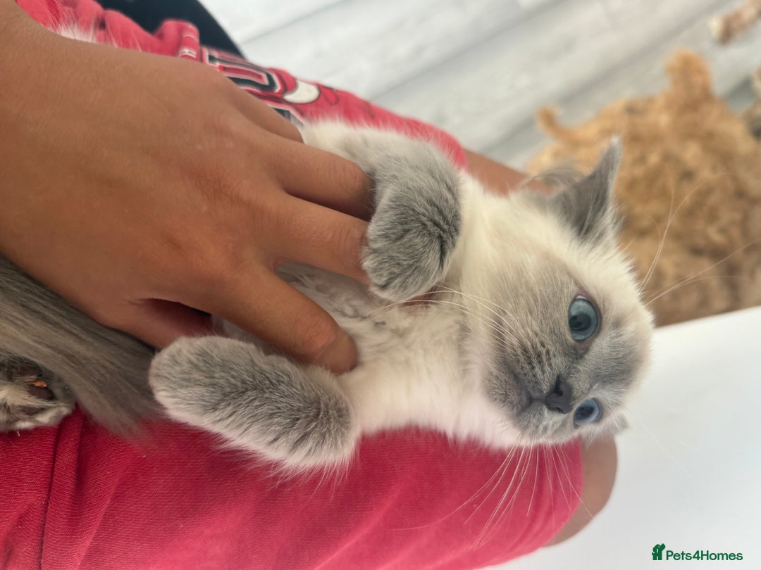Ragdoll cats for sale: GCCF Ragdoll kittens beautiful litter  - Image 1
