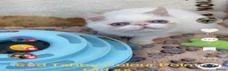 Exotic cats for sale: Colour Point Exotic Kittens GCCF Registered  - Advert 9
