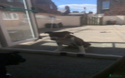 American Bully dogs for sale: American bully - Image 2