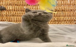 British Shorthair cats for sale: 🧸EXCEPTIONAL QUALITY PURE BREED BSH TEDDY BEARS🧸 - Advert 31