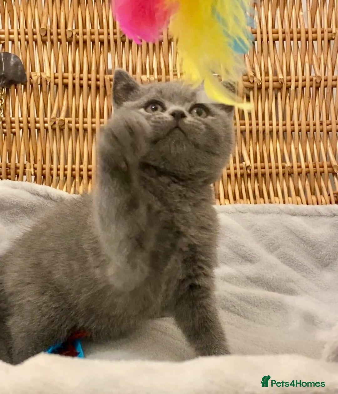 British Shorthair cats for sale: 🧸EXCEPTIONAL QUALITY PURE BREED BSH TEDDY BEARS🧸 - Advert 31