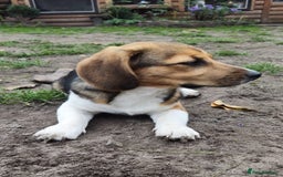 Beagle dogs for adoption: 💙🐶 ELVIS 🐶💙 - Image 2