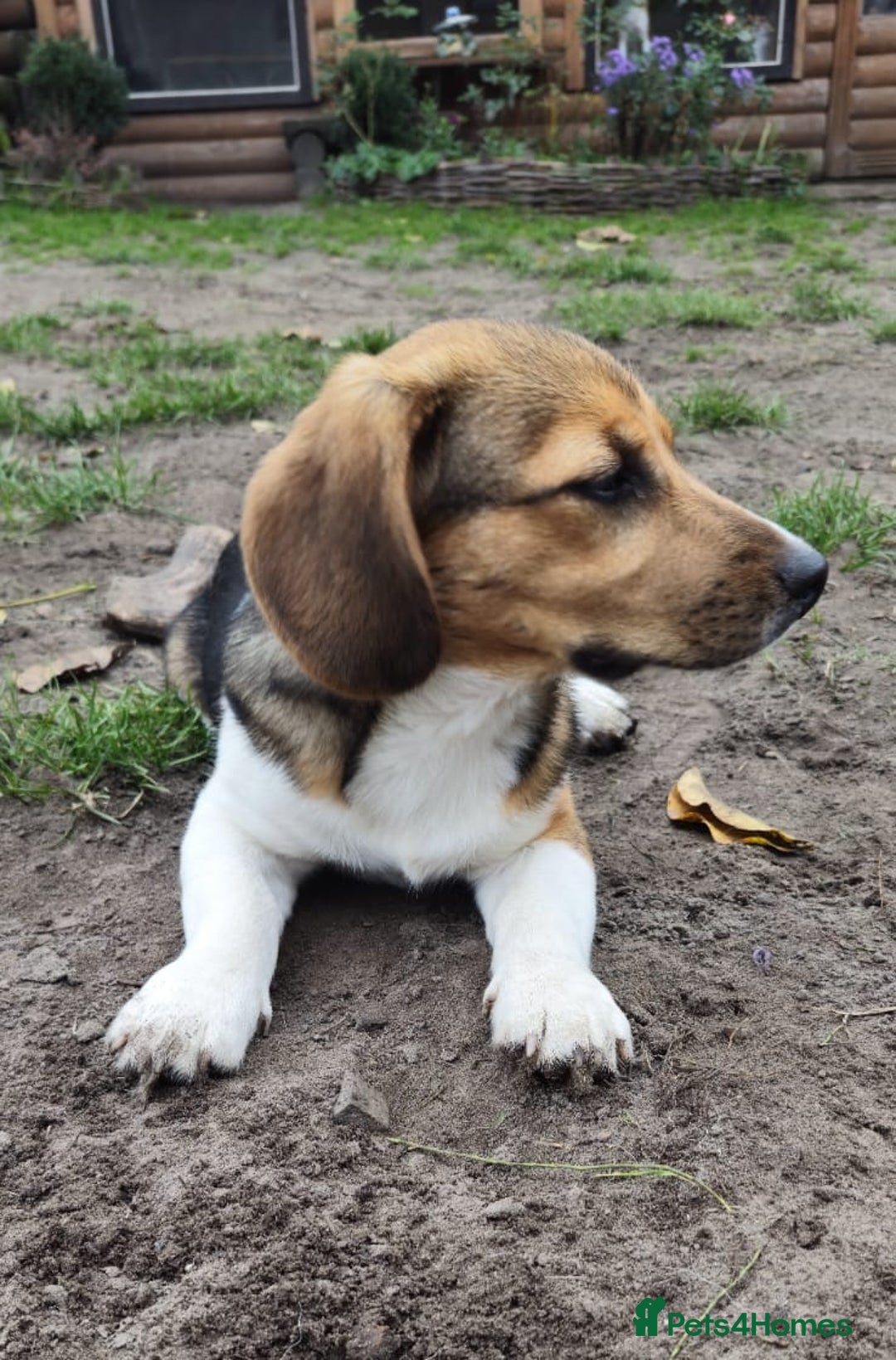 Beagle dogs for adoption: 💙🐶 ELVIS 🐶💙 - Image 2