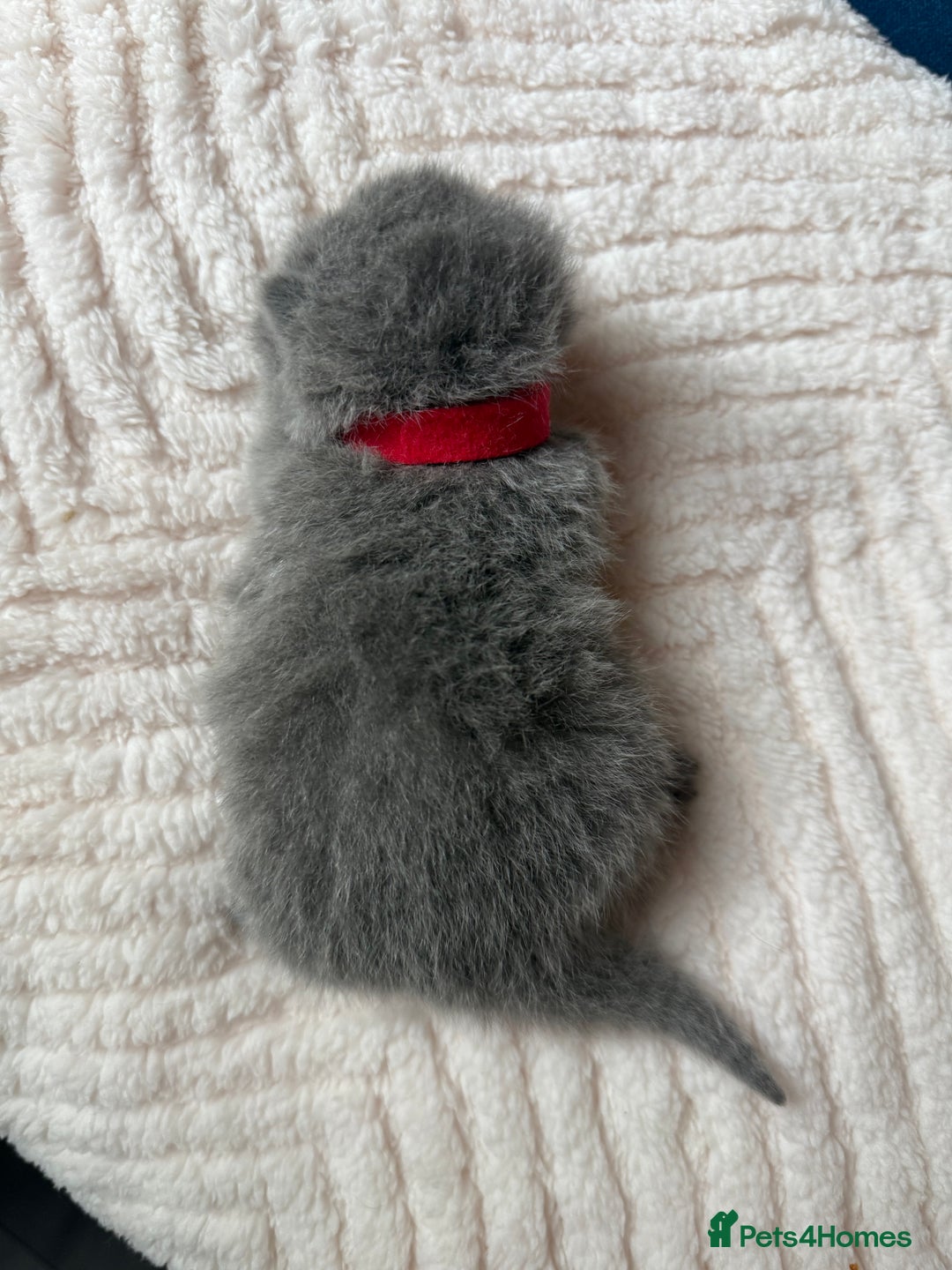 British Shorthair cats for sale: Outstanding kittens 😻 Champion line🥇🏆😻 - Image 25