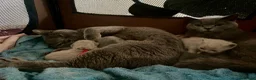 British Shorthair cats for sale: Stunning Blue & Lilac Kittens (pedigree parents) - Advert 7