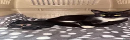 Mixed Breed cats for sale: Kitten  - Advert 2