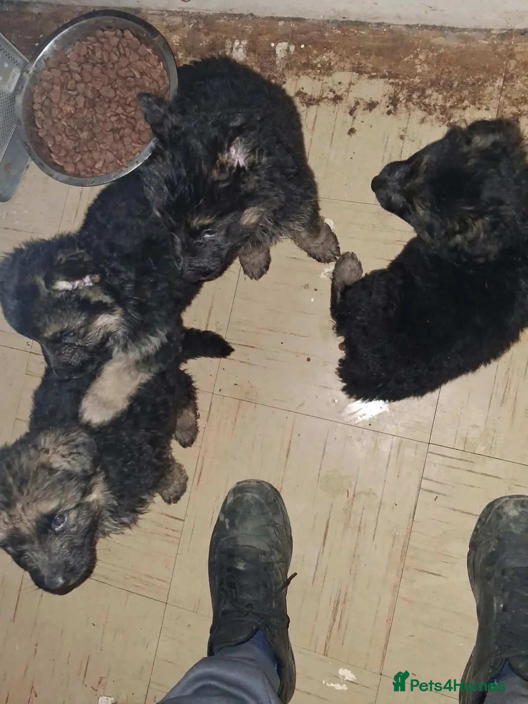 German Shepherd dogs for sale: German shepard puppies long haired  - Advert 7