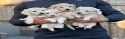 Miniature Dachshund dogs for sale: KC Reg Long haired intense cream mini dachshund  - Advert 8