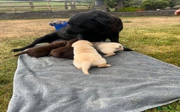 Labrador Retriever dogs for sale: Golden and Chocolate chunky labs for sale - Image 6