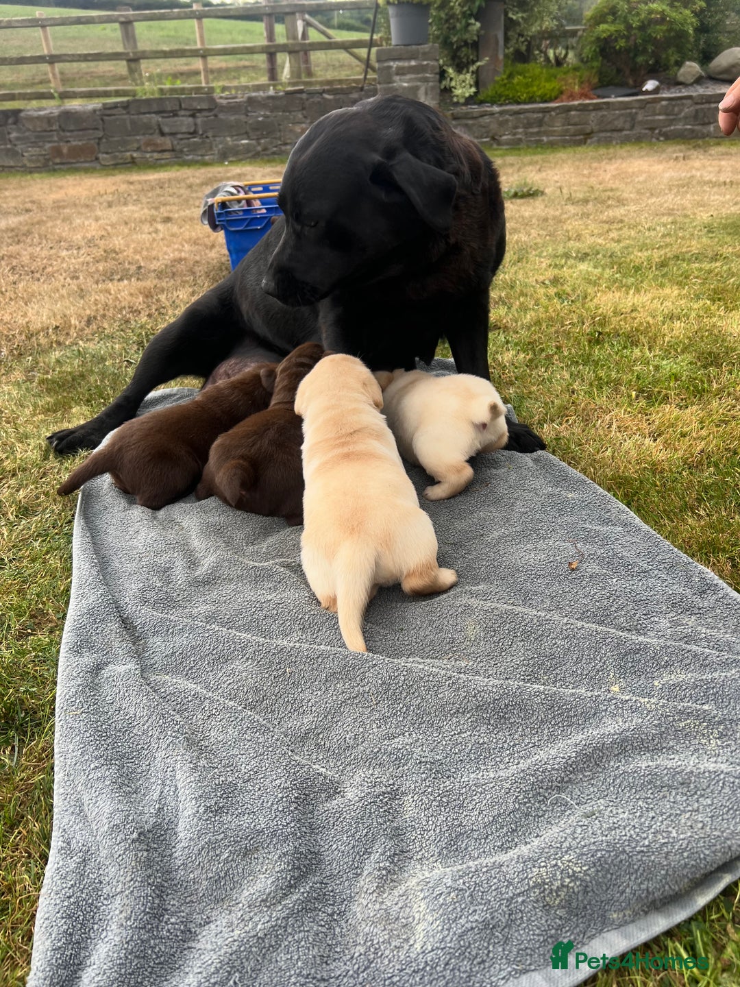 Labrador Retriever dogs for sale: Golden and Chocolate chunky labs for sale - Image 6