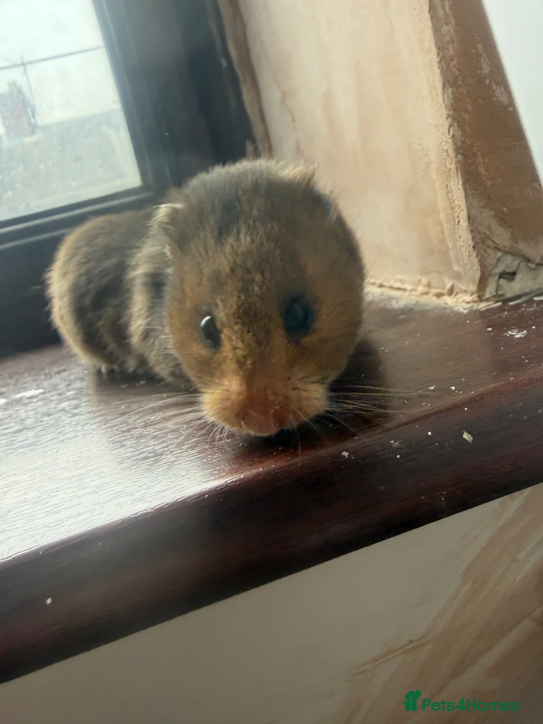 Hamster rodents for sale: Free to a good home  in Hartlepool - Advert 1
