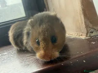 Hamster rodents Free to a good home - Advert 1