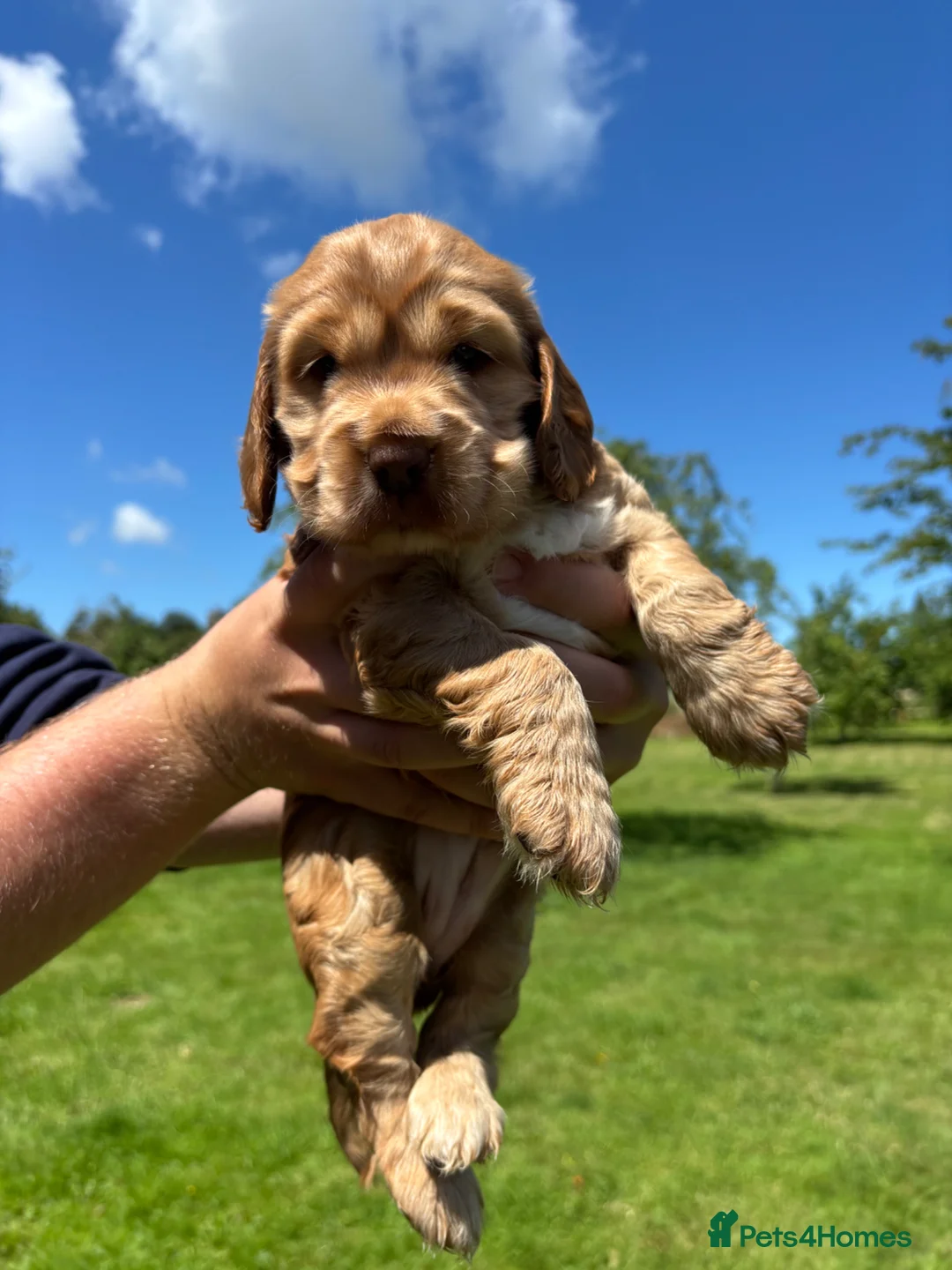 Cocker Spaniel dogs for sale: Two Perfectly Stunning Show Cocker Girls in Bridgwater - Advert 7