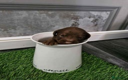 Jackapoo dogs for sale: Jackpot x gorgeous little puppies  - Image 3