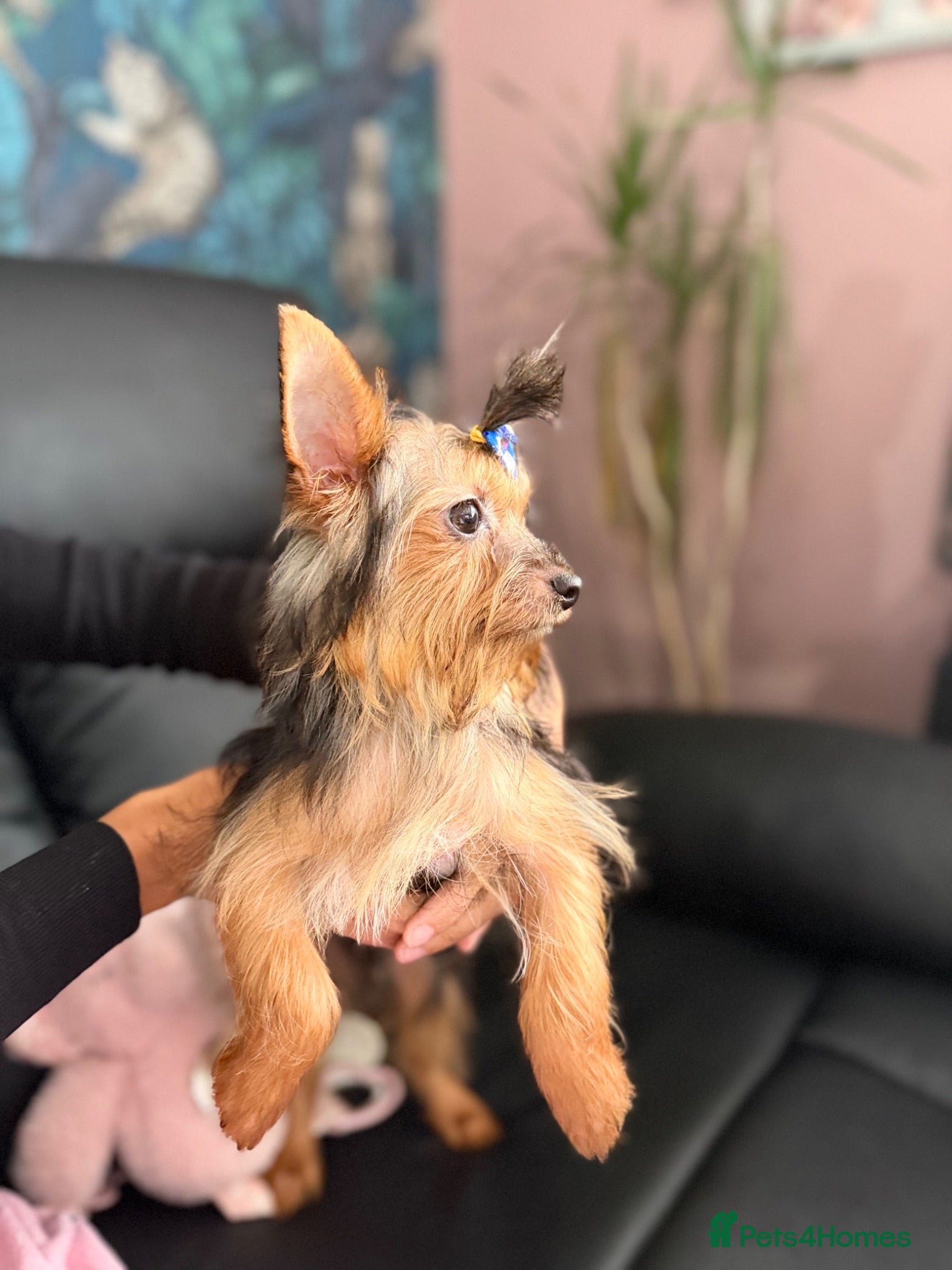 Yorkshire Terrier dogs Beautiful Pedigree Yorkshire Terrier Puppies  - Advert 9