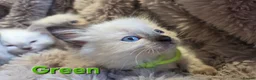 Ragdoll cats for sale: 🏆GCCF REG. EXTENSIVELY TESTED RAGDOLL KITTENS🌟 - Advert 5